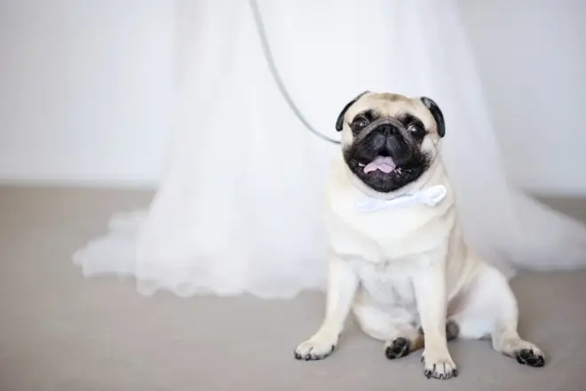 A small dog wearing a floral collar walking down the aisle at an outdoor wedding ceremony